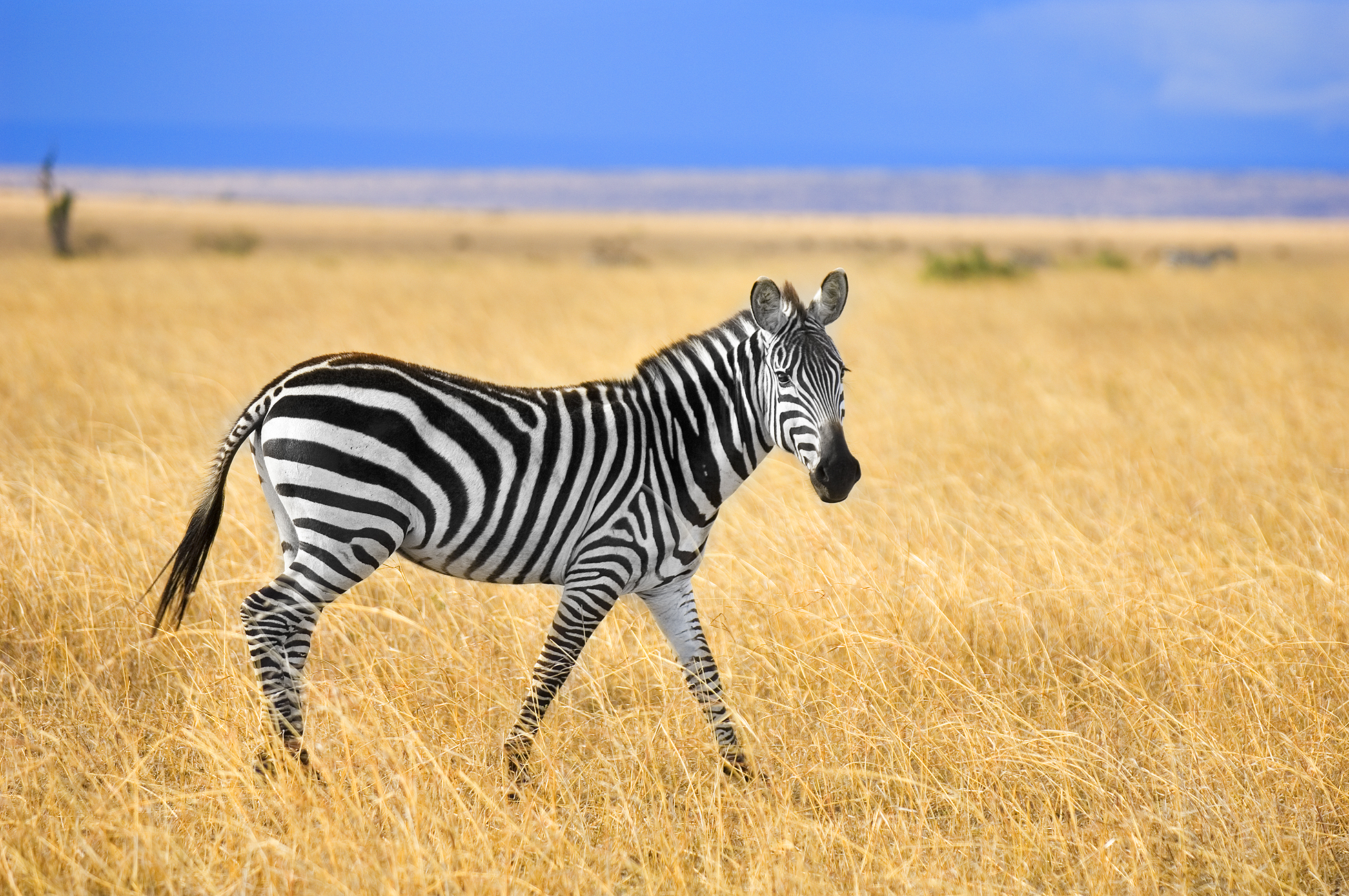 Zebra in the in an open field with blue sky